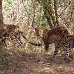 Yala National Park in Sri Lanka