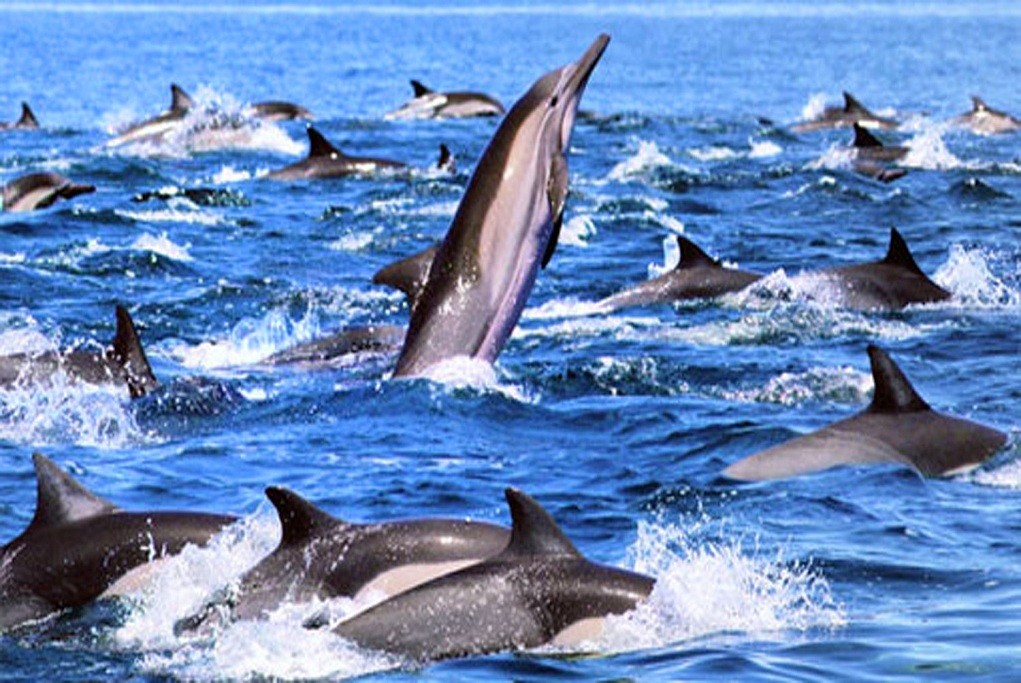 Dolphin Watching in Mirissa