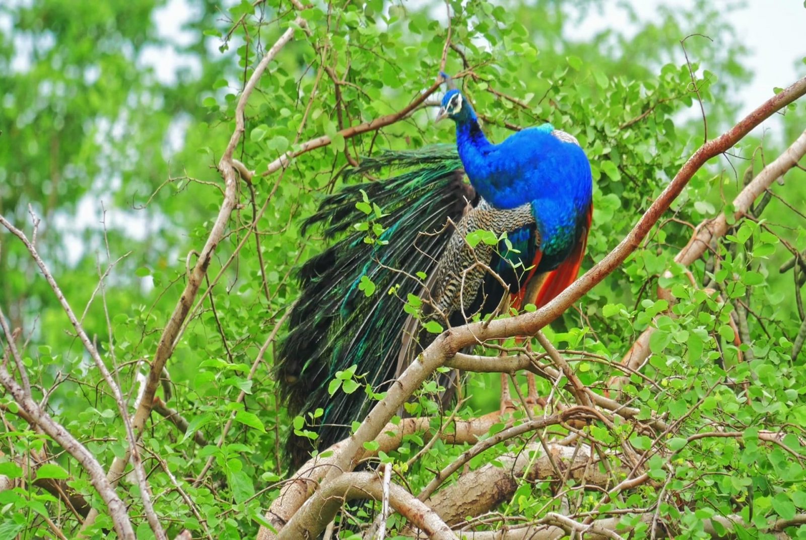peacocks in sri lanka