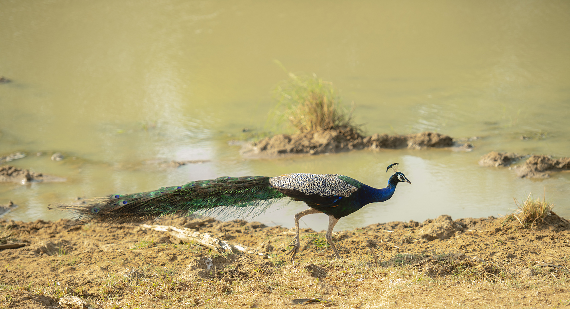 Peacocks in the Wild