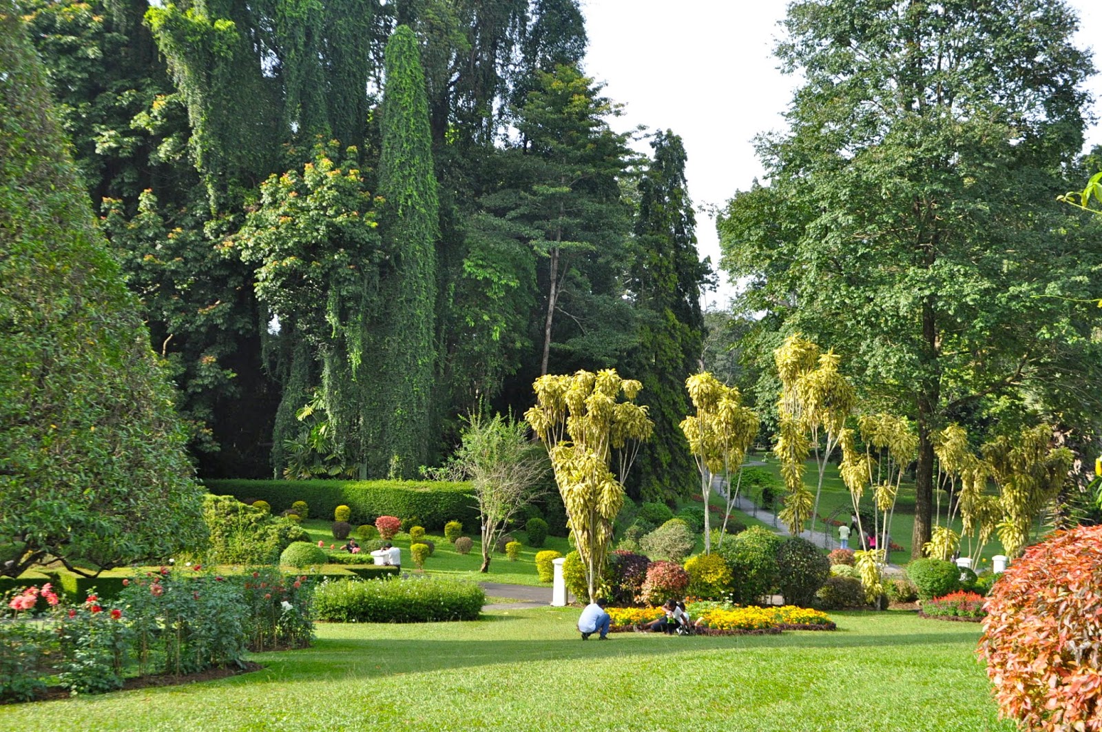 Royal Botanical Gardens in Kandy, Sri Lanka – A Must Visit!