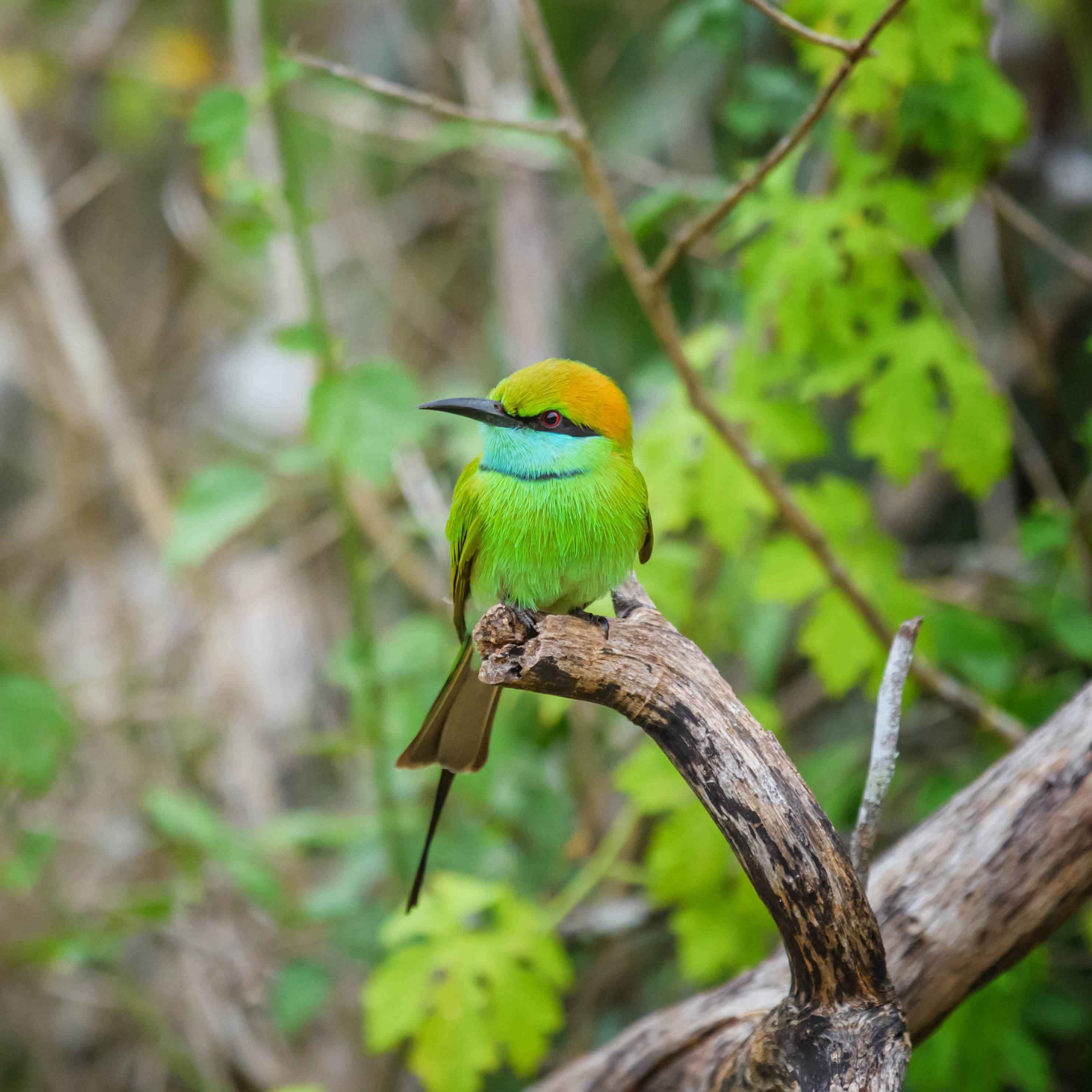Bird Watching in Sri Lanka