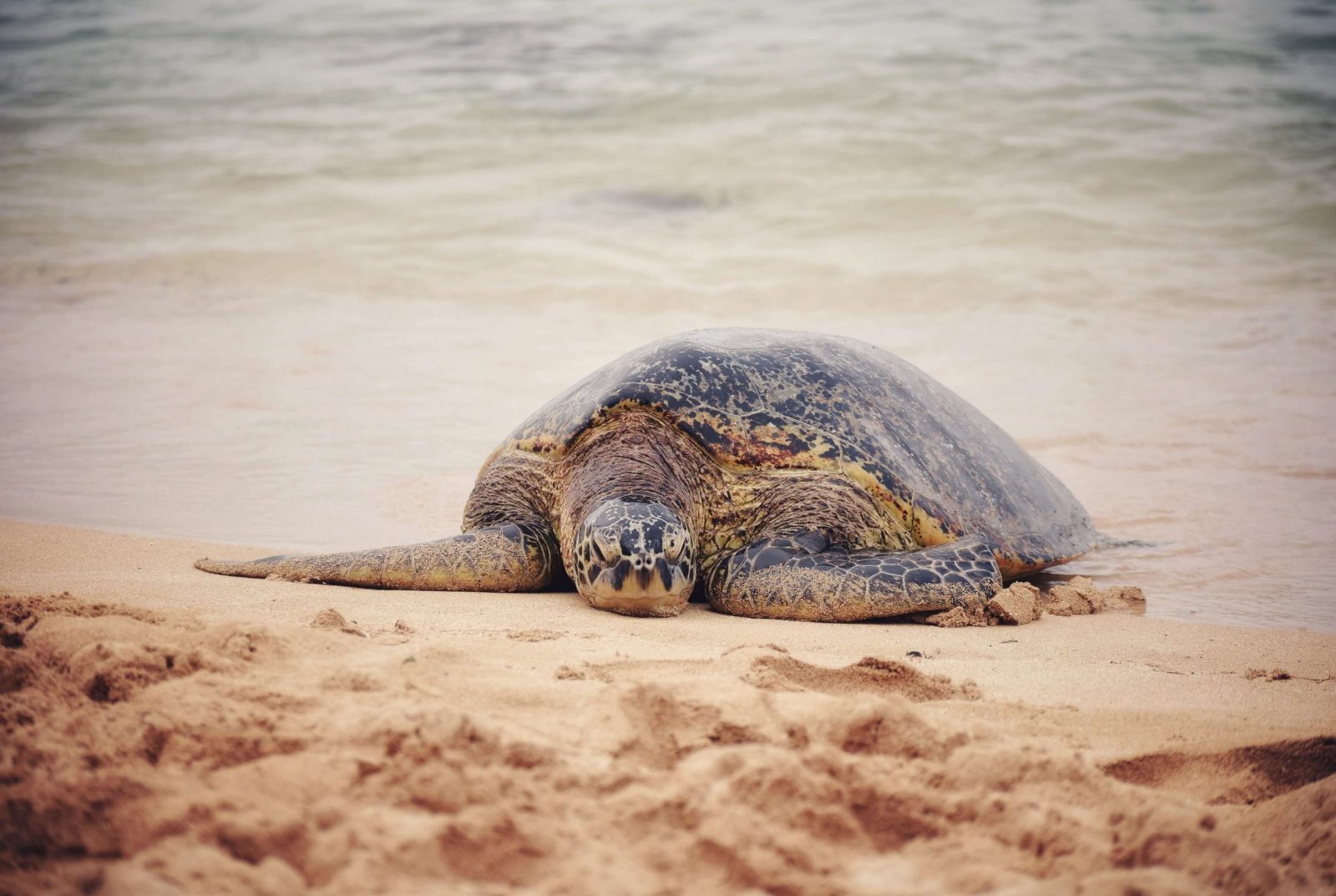 A Turtle Loving Sri Lankan Holiday!