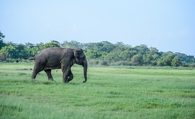 Yala National Park