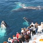 Whale watching