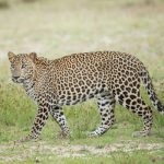 Wilpattu National Park