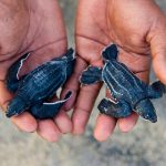 Leatherback baby turtle in WWF Sorong Staff Eki's hands