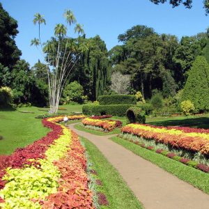 Peradeniya Botanical Gardens