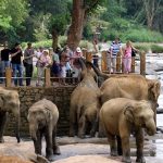 Pinnawala Elephant Orphanage - Kandy