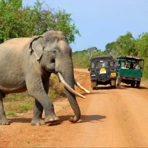 elephant-yala-national-park-sri-lanka-surf-travel