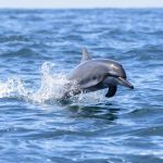 kalpitiya - Dolphins