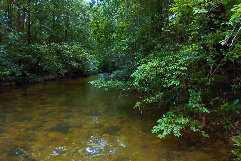 Kanneliya Forest Reserve