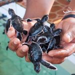 Turtle Hatchery in Kosgoda