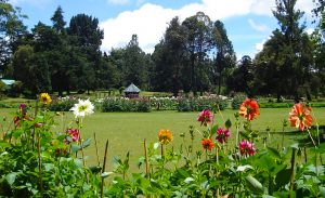 Royal Botanical Gardens in Peradeniya