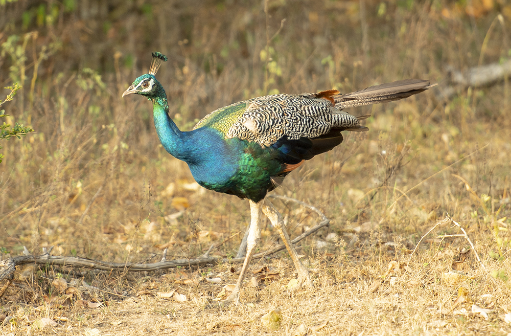 Wild Peacock in Yala National Park