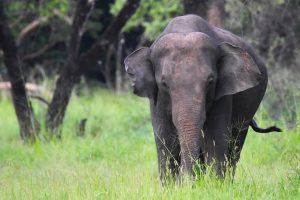 Minneriya National Park in Sri Lanka