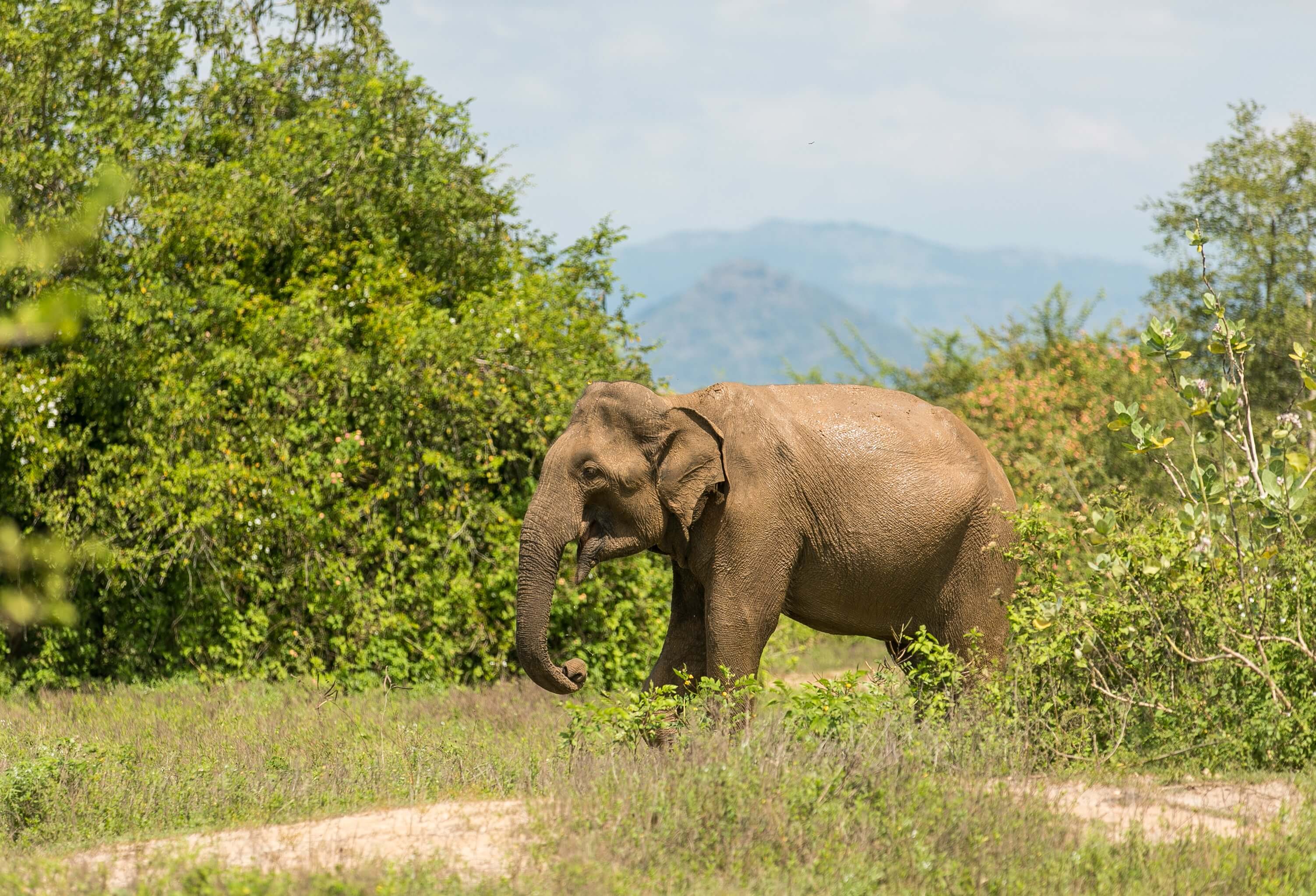 Elephants at Udawalawe National Park