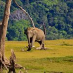 Elephants Gal Oya National Park Elephants Gal Oya National Park