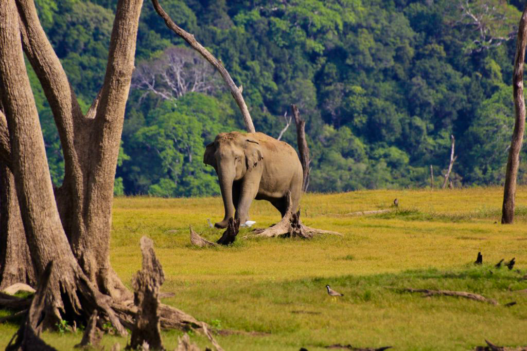 Elephants Gal Oya National Park