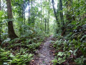 Makandawa Forest Trail Kithulgala