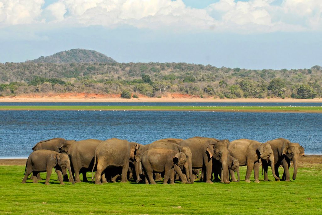 Minneriya National Park in Sri Lanka