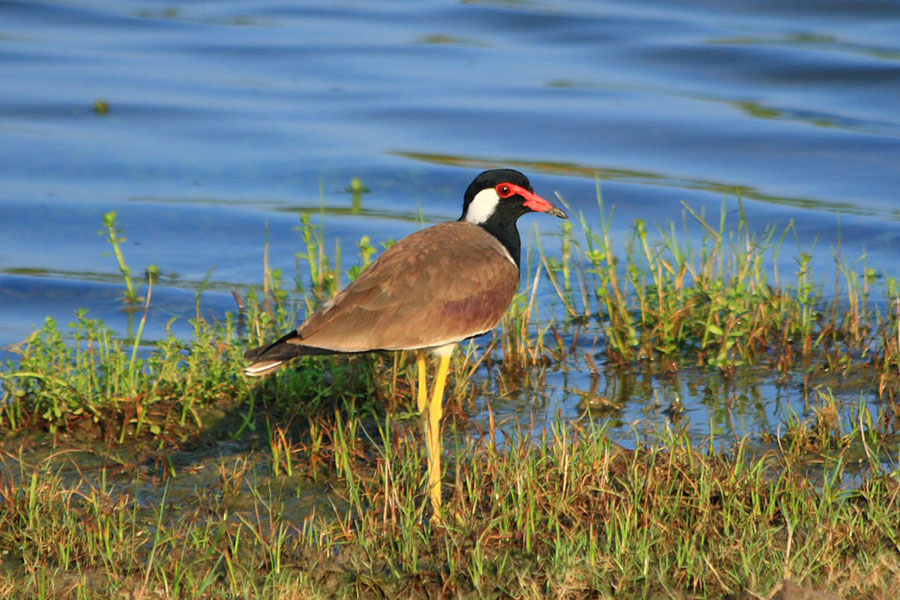 Bundala National Park in Sri Lanka