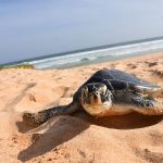 Sea Turtle in Sri Lanka Sea Turtle in Sri Lanka