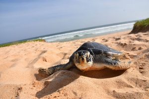 Sea Turtle in Sri Lanka