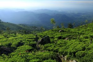 Tea Plantations in Haputale
