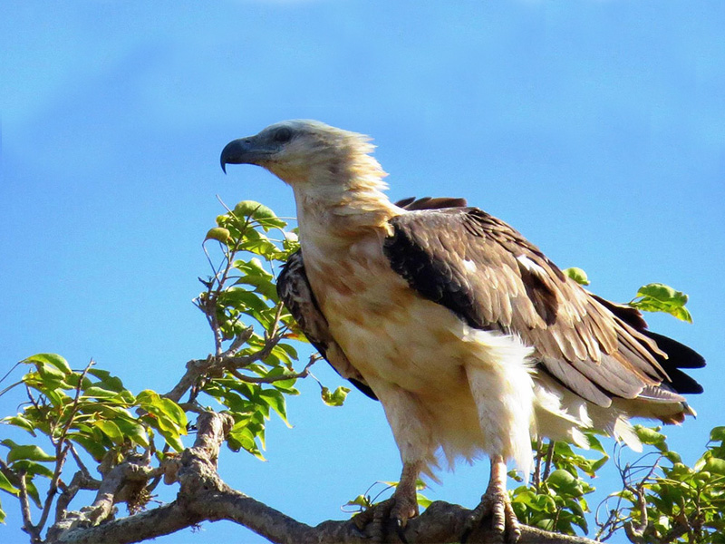 Birds of Sri Lanka