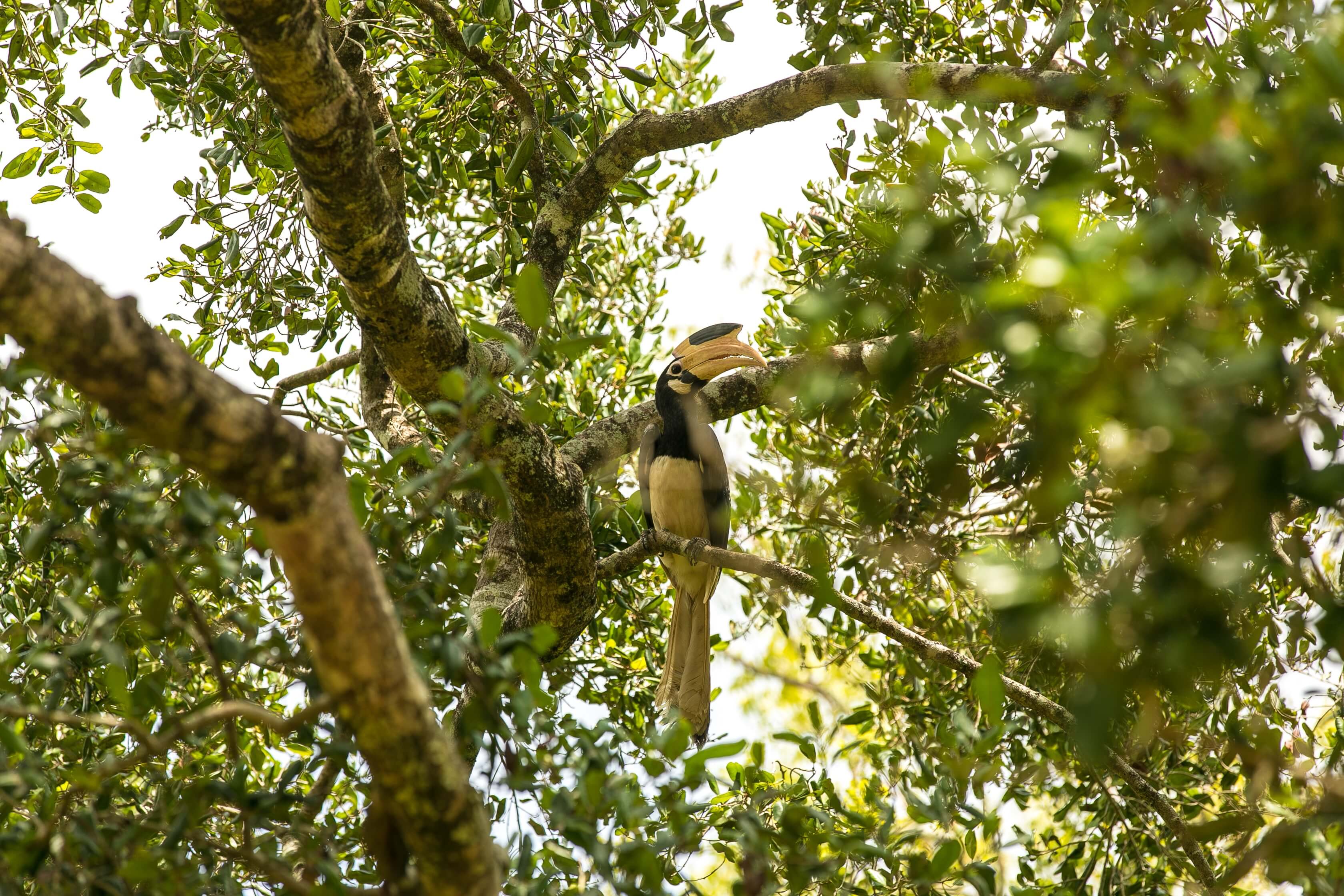 Birds and more at Bundala National Park