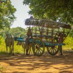 The Bullock Cart in Sri Lanka