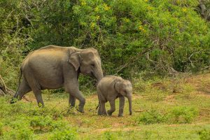 Wild Elephants in Sri Lanka