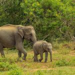 Elephant Safari in Sri Lanka Elephant Safari in Sri Lanka