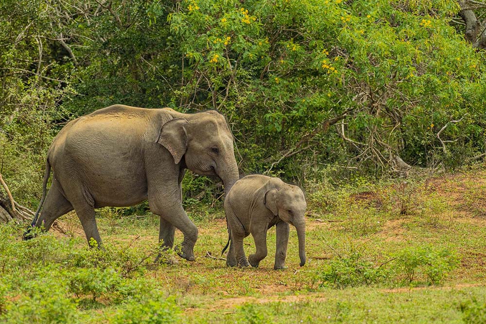 Elephant Safari in Sri Lanka