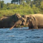 Gal Oya National Park Elephants in Gal Oya National Park
