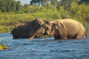 Elephants in Gal Oya National Park