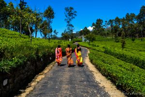 Tea Estate Walking in Haputale