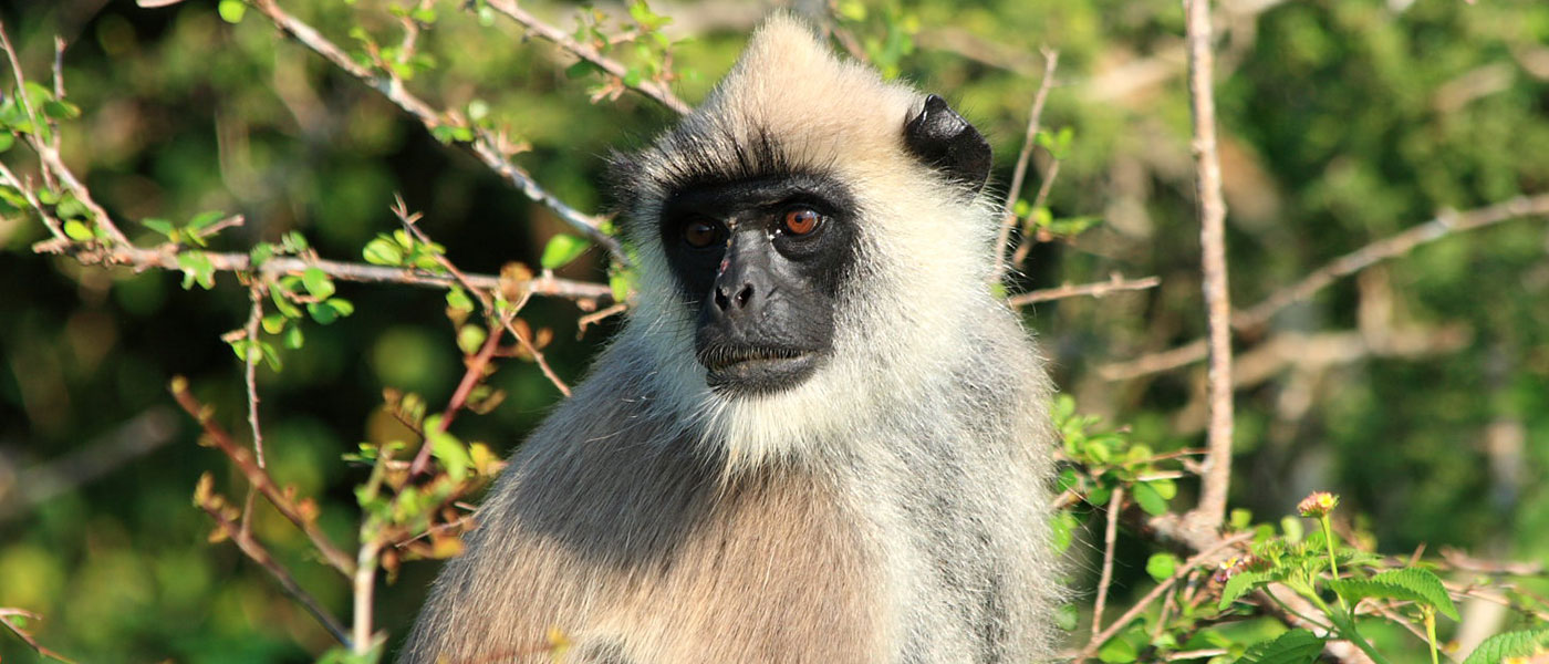 Gray Langur - Lunugamvehera National Park