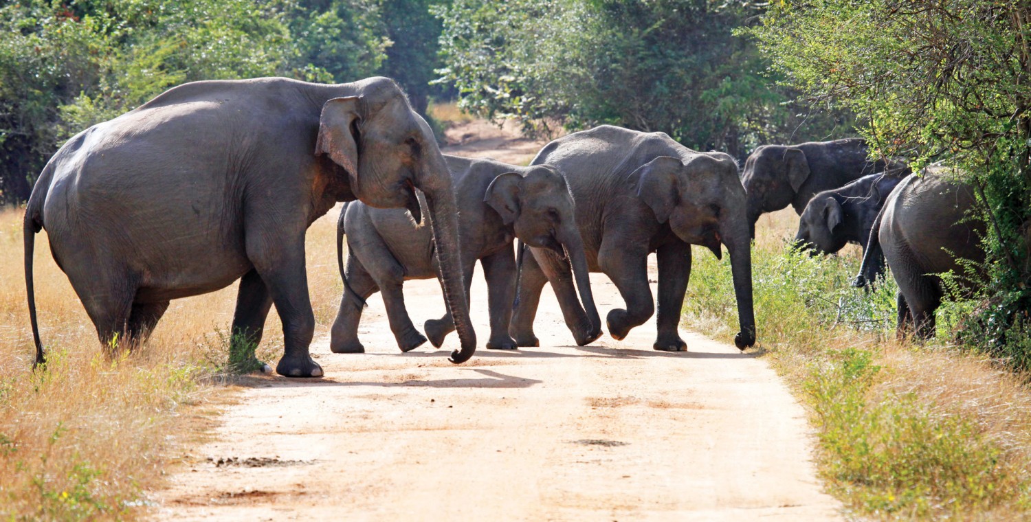 Elephants in Wasgamuwa National Park in Sri Lanka