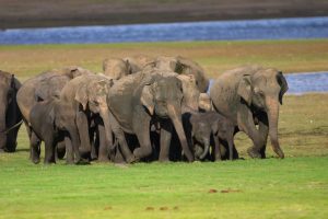 Encounter Herd of Elephants at Minneriya National Park