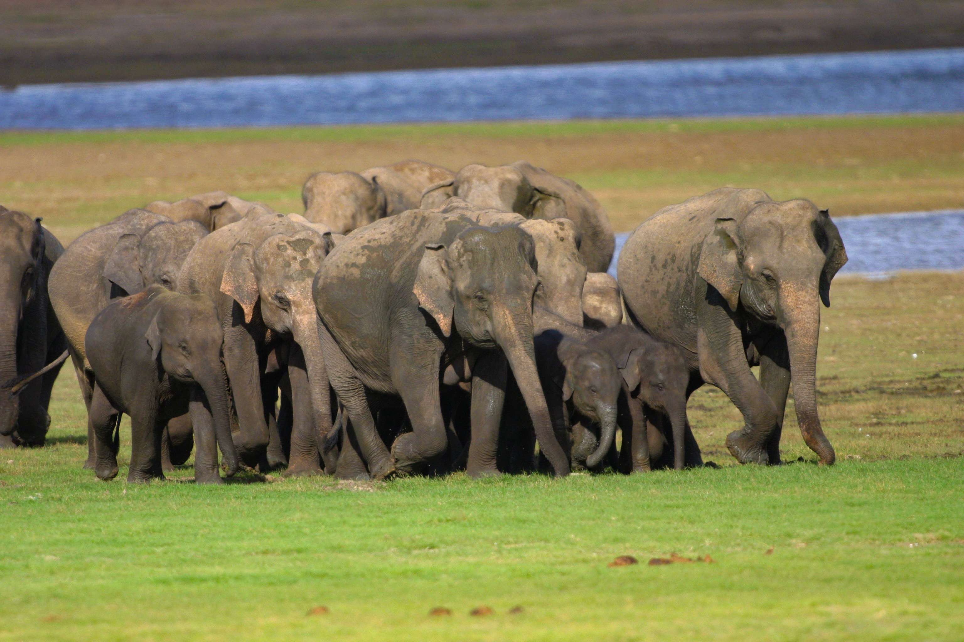 Encounter Herd of Elephants at Minneriya National Park
