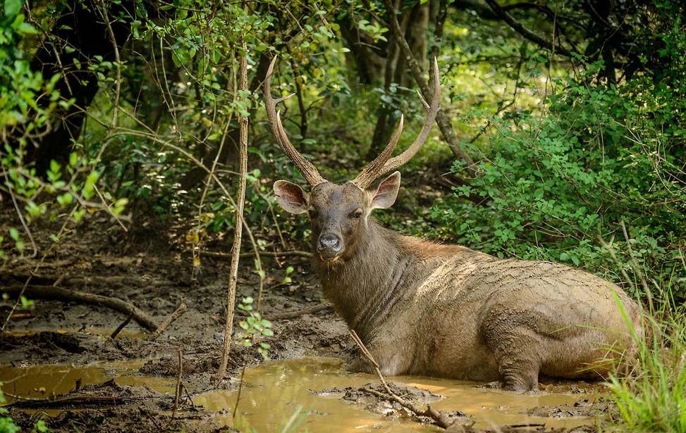 Sambar Deer - Wasgamuwa National Park