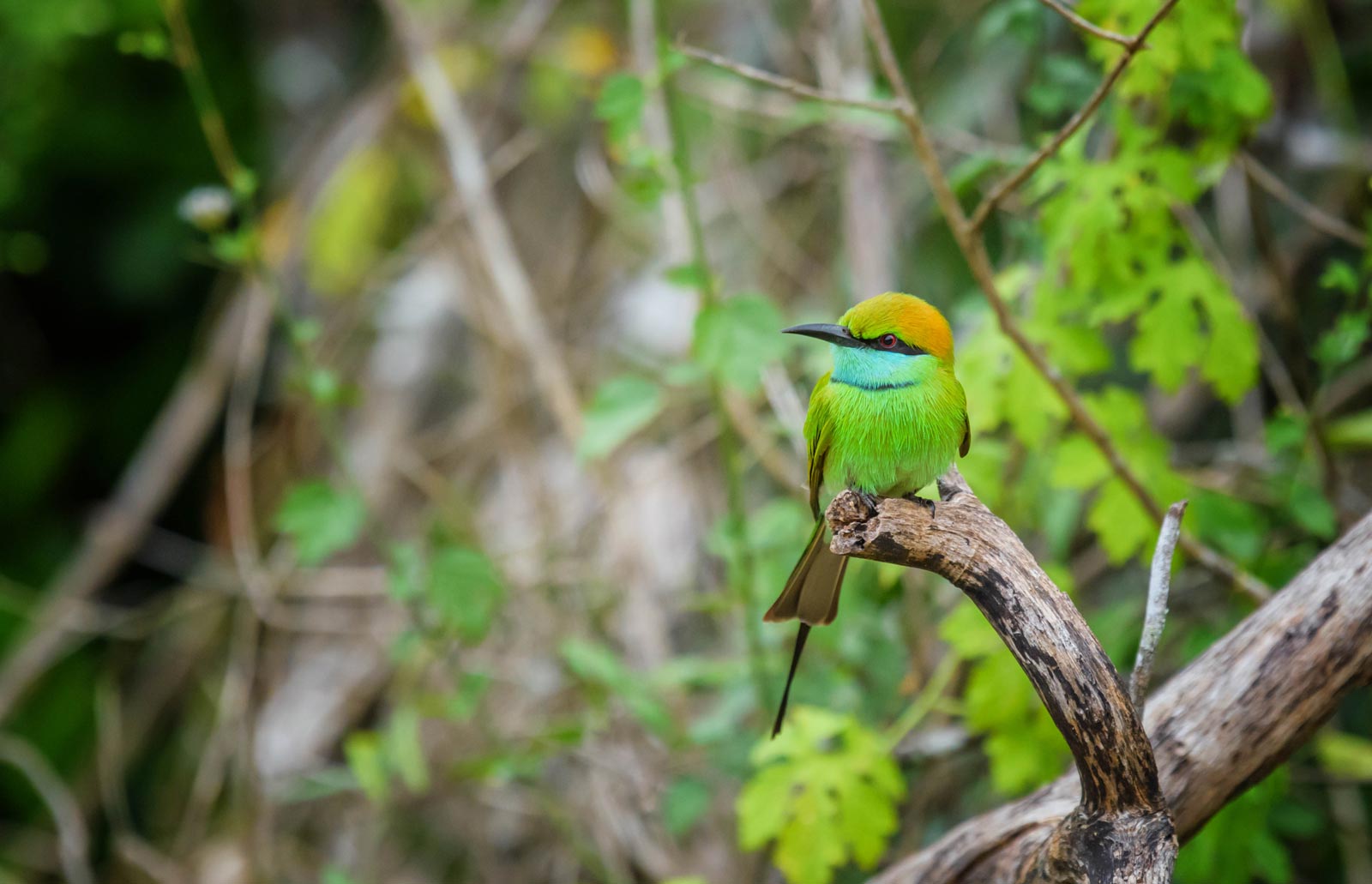 Bird Watching Tour in Sri Lanka