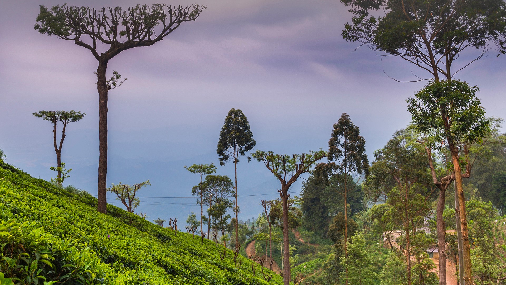 View on Green Tea Plantation in Haputale