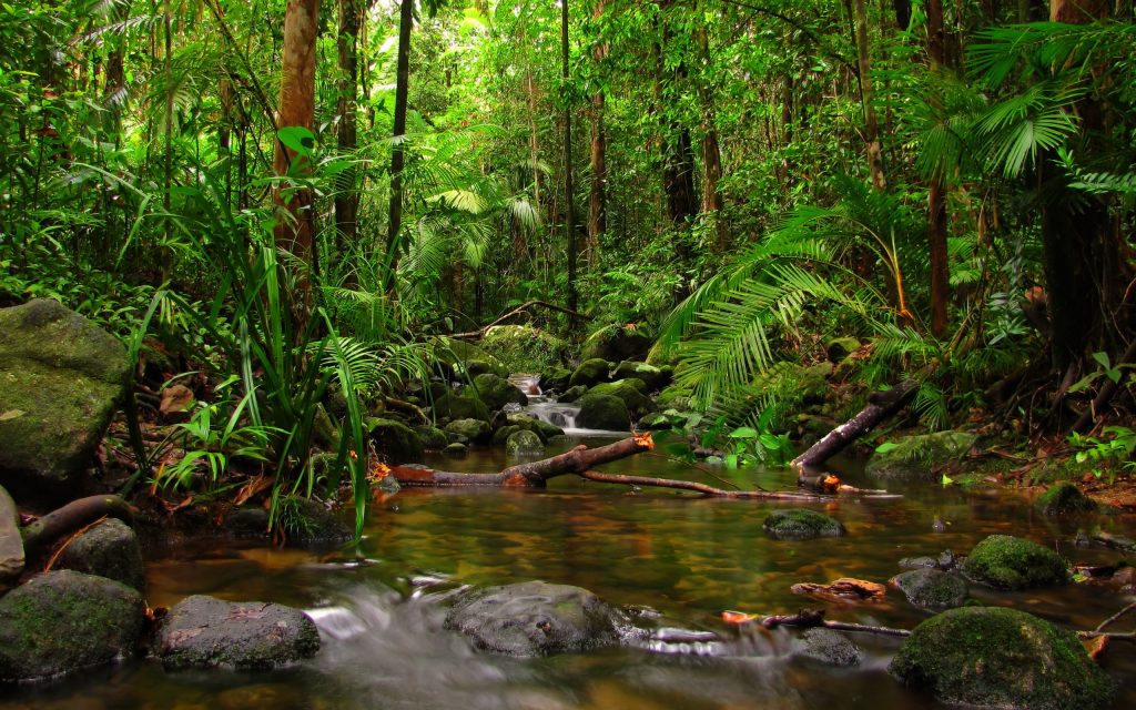 Sinharaja Rain Forest Day Trek