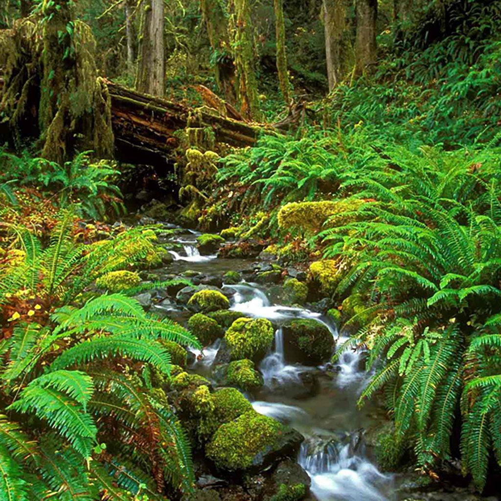 Sinharaja Forest Photo