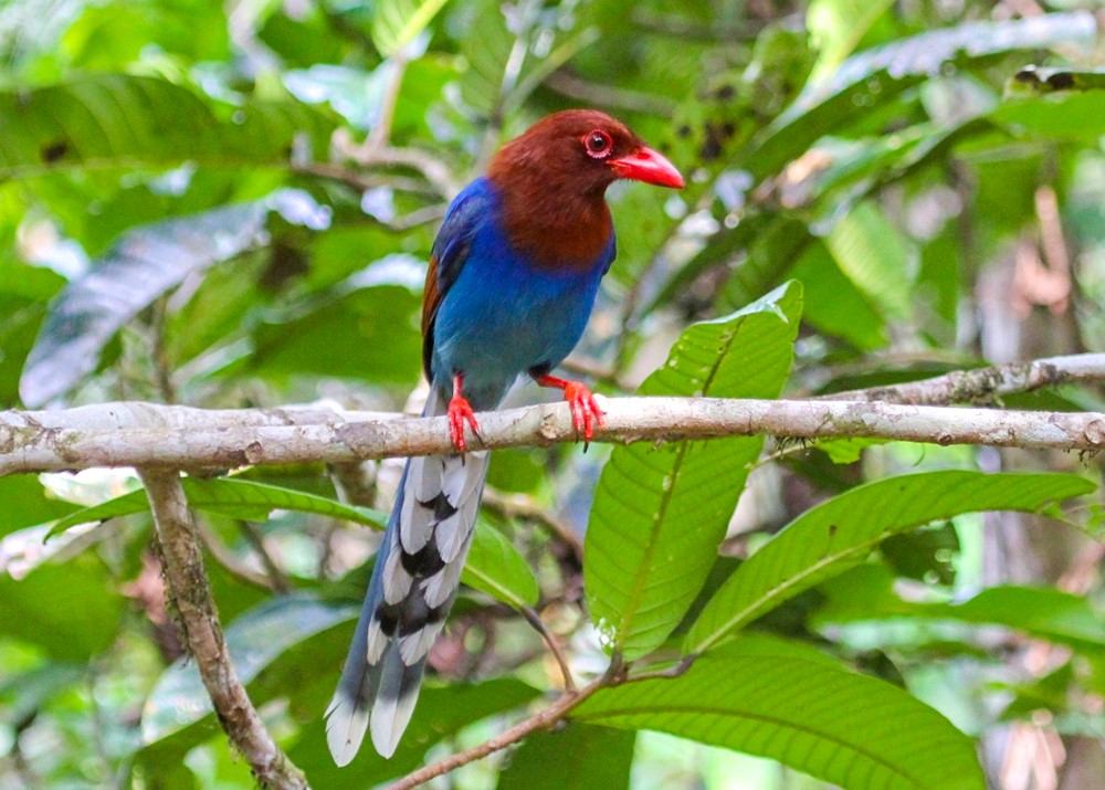 Sinharaja Rainforest Reserve