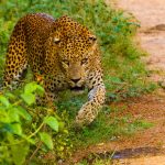 Wilpattu National Park Wilpattu National Park