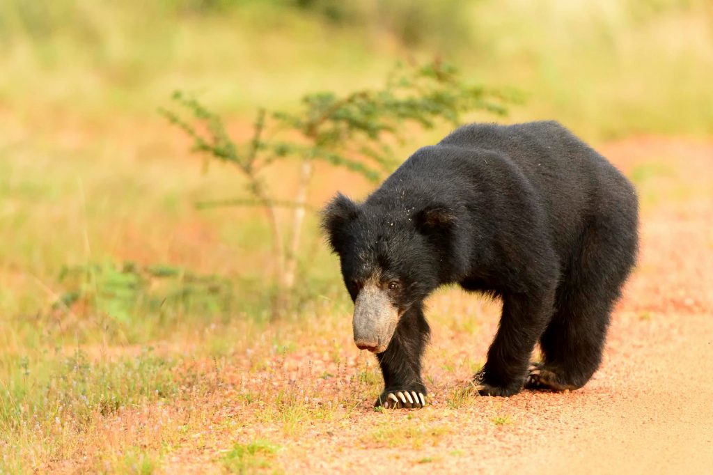 Sloth Bear at Yala National Park